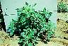 tn_pigweed_jpg.jpg (3483 bytes)