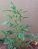 Redroot Pigweed