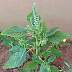 Redroot Pigweed
