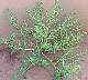 Tumble Pigweed