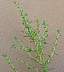 Tumble Pigweed
