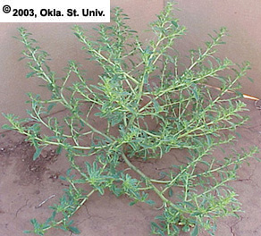 Tumble Pigweed (Amaranthus albus)