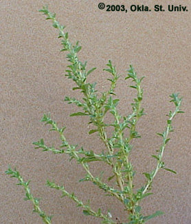 Tumble Pigweed (Amaranthus albus)