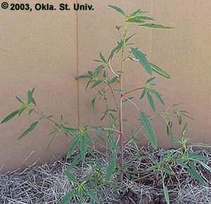 Tall Waterhemp (Amaranthus tuberculatus)