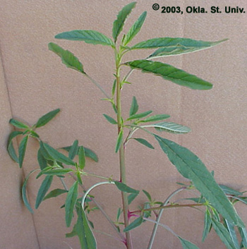 Tall Waterhemp (Amaranthus tuberculatus)