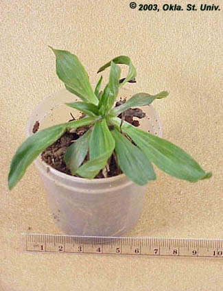 Buckhorn Plantain (Plantago lanceolata)
