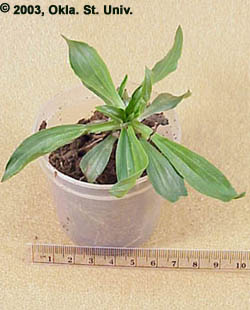 Buckhorn Plantain (Plantago lanceolata)