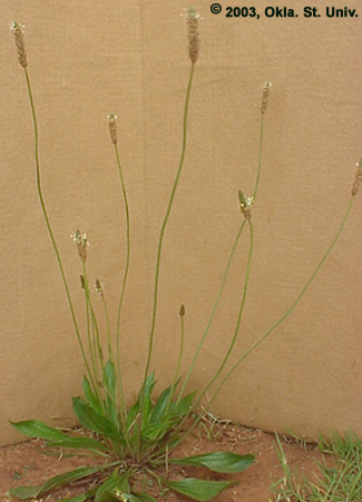 Buckhorn Plantain (Plantago lanceolata)