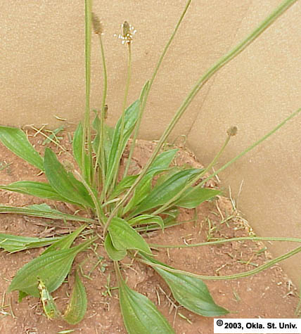 Buckhorn Plantain (Plantago lanceolata)