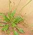 tn_plantain-21_jpg.jpg (1775 bytes)