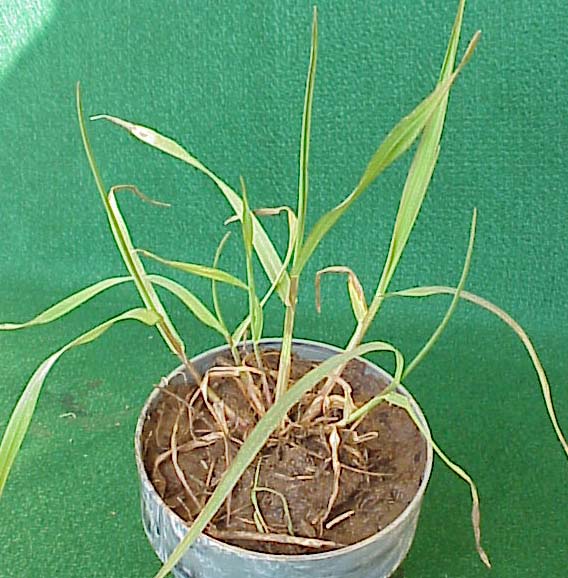 Cheat (Bromus secalinus)