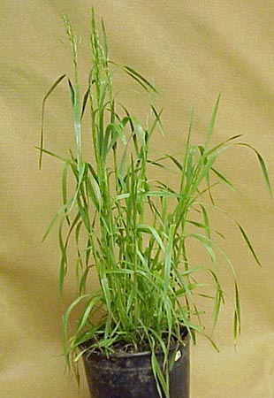 Cheat (Bromus secalinus)