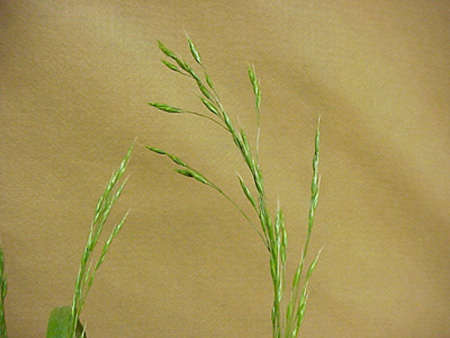 Cheat (Bromus secalinus)
