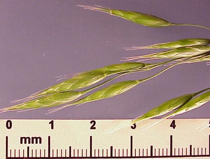 Cheat (Bromus secalinus)