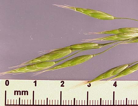 Cheat (Bromus secalinus)