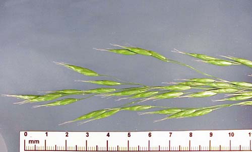 Cheat (Bromus secalinus)