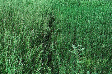 Cheat (Bromus secalinus)