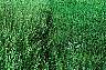 tn_cheat_jpg.jpg (3089 bytes)