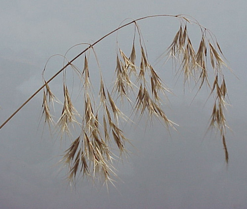 Downy Brome (Bromus tectorum)