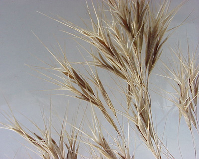 Downy Brome (Bromus tectorum)