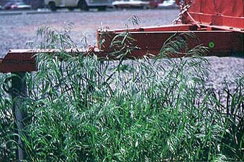 Downy Brome (Bromus tectorum)