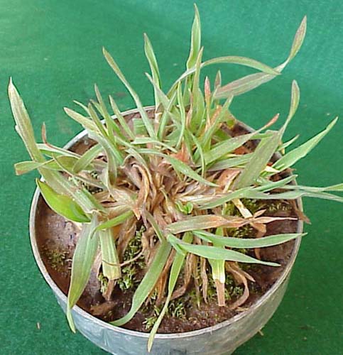 Downy Brome (Bromus tectorum)