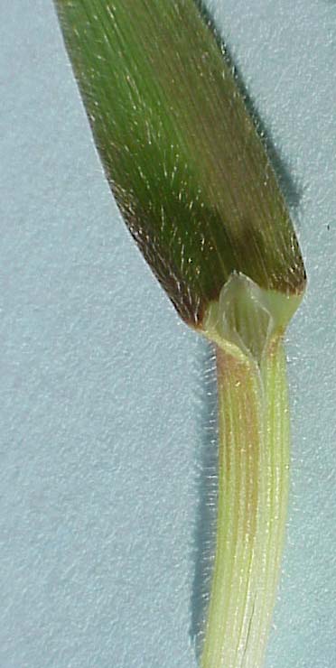 Downy Brome (Bromus tectorum)