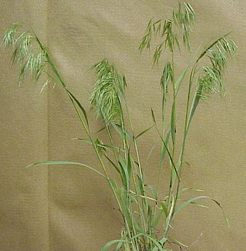 Downy Brome (Bromus tectorum)