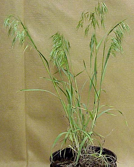 Downy Brome (Bromus tectorum)
