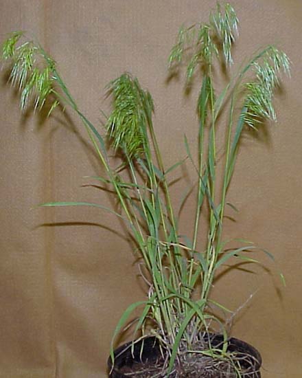 Downy Brome (Bromus tectorum)