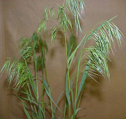 Downy Brome (Bromus tectorum)