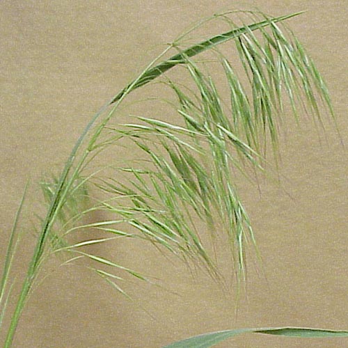 Downy Brome (Bromus tectorum)