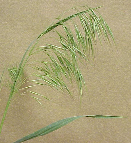 Downy Brome (Bromus tectorum)