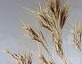 tn_d-brome-98_jpg.jpg (2105 bytes)
