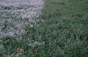 Downy Brome Control