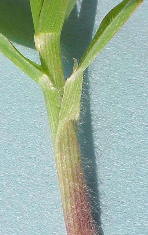 Rescuegrass (Bromus catharticus)