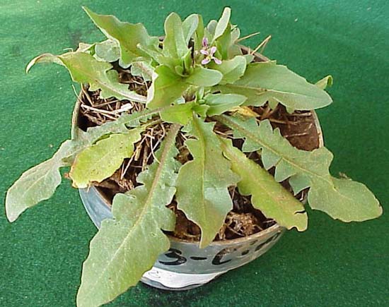 Blue Mustard (Chorispora tenella)