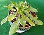 blue-mustard-01.jpg