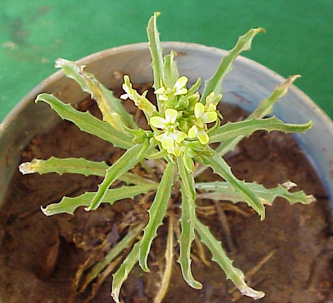 Bushy Wallflower (Ersimum repandum)