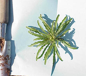 Bushy Wallflower (Ersimum repandum)