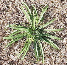 Bushy Wallflower (Ersimum repandum)
