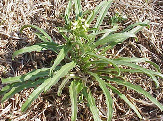 Bushy Wallflower (Ersimum repandum)
