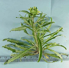 Bushy Wallflower (Ersimum repandum)