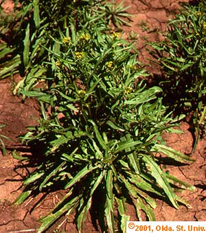 mustard-02.jpg (50145 bytes)