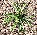 tn_bushy-wall-03_jpg.jpg (3534 bytes)