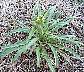 tn_bushy-wall-04_jpg.jpg (3692 bytes)