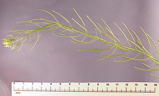 Flixweed (Descurainia sophia)