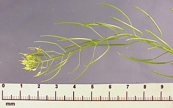 Flixweed (Descurainia sophia)