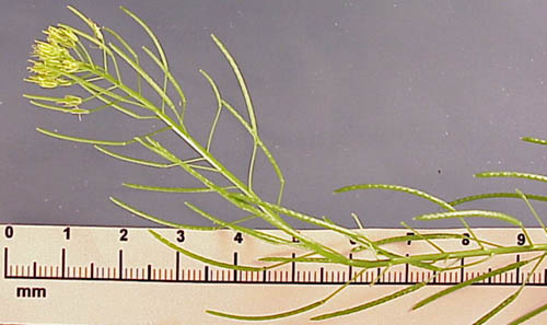 Flixweed (Descurainia sophia)