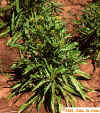 In Alfalfa